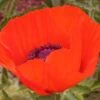 Brilliant Oriental Poppy