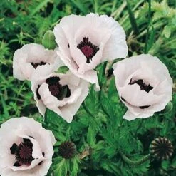 Royal Wedding Oriental Poppy -Plant Seed Store papaver orientale royal wedding 1