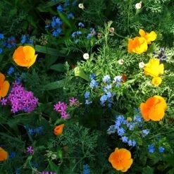 Partial Shade Wildflower Seed Mix 7 Partial Shade Wildflower Seed Mix -Plant Seed Store partial shade wildflower mix 1