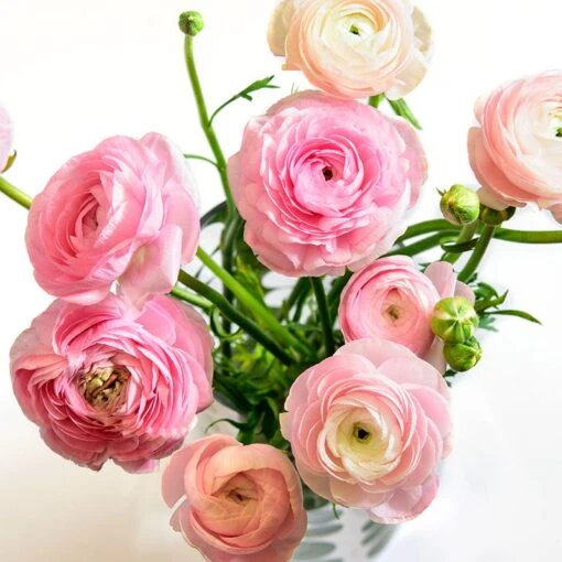 Pastel Ranunculus Mix 8 Pastel Ranunculus Mix -Plant Seed Store pastel ranunculus mix vase pink peach white