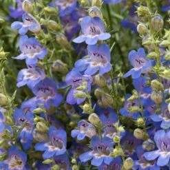 Blue Lips Penstemon -Plant Seed Store penstemon blue lips beardtongue