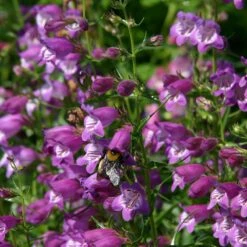 Pike's Peak Purple® Penstemon -Plant Seed Store penstemon mexicali pikes peak flowers pollinator