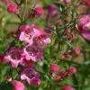 Red Rocks® Penstemon