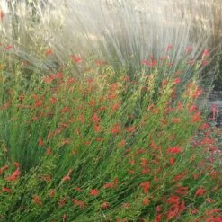 Pineleaf Penstemon -Plant Seed Store penstemon pinifolious with nassella cropped