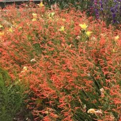 Luminous Pineleaf Penstemon -Plant Seed Store penstemon pinifolius luminous