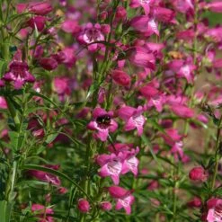 Red Rocks® Penstemon 5 Red Rocks® Penstemon -Plant Seed Store penstemon x mexicali red rocks 21 plant select 1