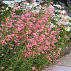 Plant Seed Store -Plant Seed Store penstemon barbatus elfin pink 75718 2 web