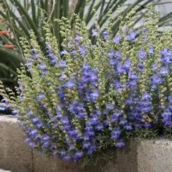 Blue Lips Penstemon -Plant Seed Store penstemon blue lips 78798 2 web