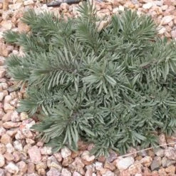 Blue Lips Penstemon -Plant Seed Store penstemon blue lips 78798 3 web