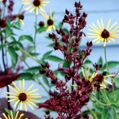 Dark Towers Penstemon 10 Dark Towers Penstemon -Plant Seed Store penstemon dark towers 3b