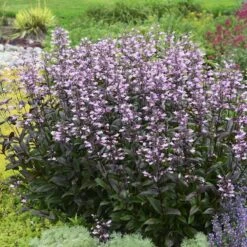 Dark Towers Penstemon 12 Dark Towers Penstemon -Plant Seed Store penstemon dark towers walters gardens cropped
