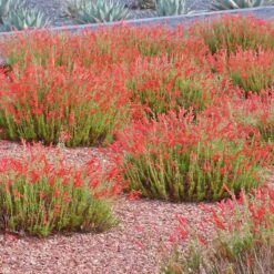 Compact Pineleaf Penstemon -Plant Seed Store penstemon pinifolius compactum agave neomexicana cropped