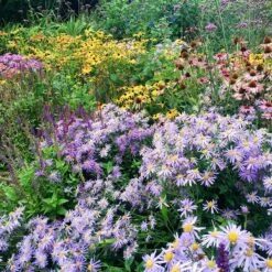 High Country Meadow Native Wildflower Seed Mix -Plant Seed Store perennial garden hcg native mix