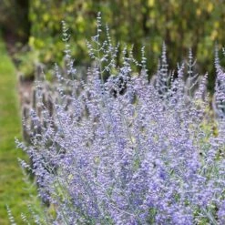 Plant Seed Store -Plant Seed Store perovskia blue spires russian sage 1