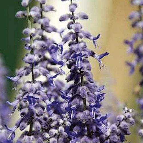 Lacey Blue Russian Sage 2 Lacey Blue Russian Sage - Image 2