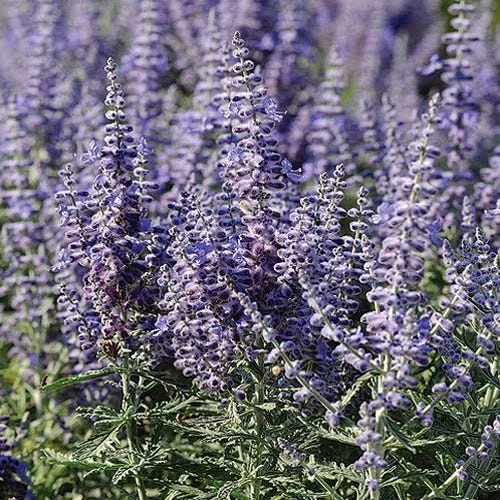 Lacey Blue Russian Sage 1 Lacey Blue Russian Sage