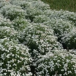 Peter Cottontail Yarrow -Plant Seed Store peter cottontail yarrow 4 4