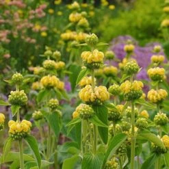 Hardy Jerusalem Sage (Phlomis) -Plant Seed Store phlomis russeliana lampwick plant jerusalum sage 2