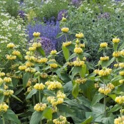 Hardy Jerusalem Sage (Phlomis) -Plant Seed Store phlomis russeliana lampwick plant jerusalum sage 4