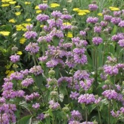 Kashmir False Sage (Phlomis) -Plant Seed Store phlomis cashmeriana 77103 1 web