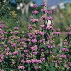 Kashmir False Sage (Phlomis) -Plant Seed Store phlomis cashmeriana 77103 3 web