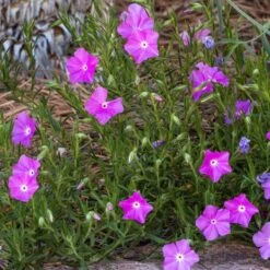 Perfect Pink Santa Fe Phlox -Plant Seed Store phlox nana perfect pink 1