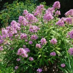 Jeana Garden Phlox 5 Jeana Garden Phlox -Plant Seed Store phlox paniculata jeana flowers