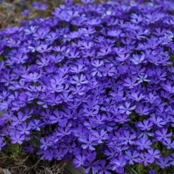 Violet Pinwheels Phlox -Plant Seed Store phlox violet pinwheels 3