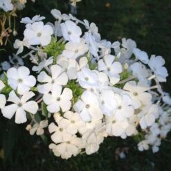 David Garden Phlox -Plant Seed Store phlox david 1 2