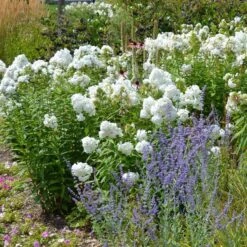 David Garden Phlox -Plant Seed Store phlox david and perovskia 2 1 1