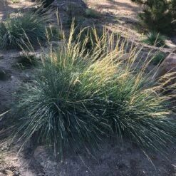 Mini Oat Grass (Poa) -Plant Seed Store poa secunda var juncifolia garden growing