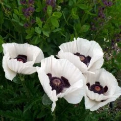 Royal Wedding Oriental Poppy -Plant Seed Store poppy royal wedding and baptisia twilight ablanton