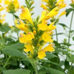 Poquito™ Butter Yellow Agastache -Plant Seed Store poquito butter yellow agastache 4