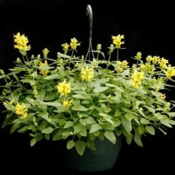Poquito™ Butter Yellow Agastache -Plant Seed Store poquito butter yellow agastache 5