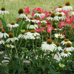 PowWow® White Echinacea -Plant Seed Store pow wow white echinacea