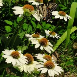 PowWow® White Echinacea -Plant Seed Store powwow white coneflower 1