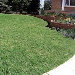 Plant Seed Store 20 Prestigeâ„¢ Buffalo Grass Plugs