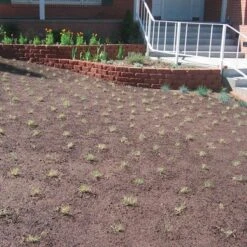 Prestige™ Buffalo Grass Plugs -Plant Seed Store prestige just planted plugs close 1