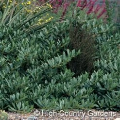 Pawnee Buttes® Sand Cherry (Prunus) 6 Pawnee Buttes® Sand Cherry (Prunus) -Plant Seed Store prunus besseyi pawnee buttes4 1