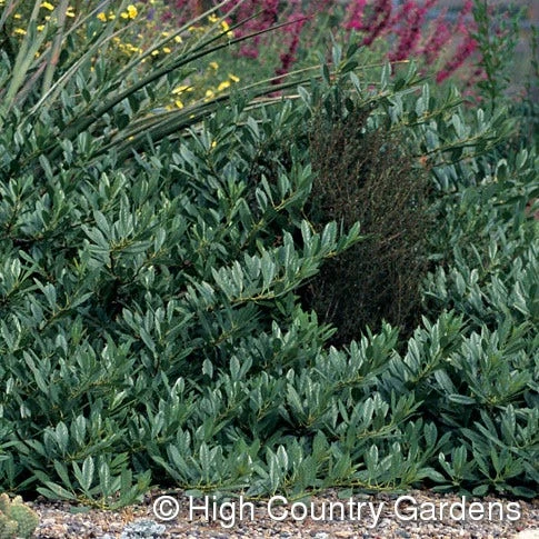 Pawnee Buttes® Sand Cherry (Prunus) 3 Pawnee Buttes® Sand Cherry (Prunus) - Image 3