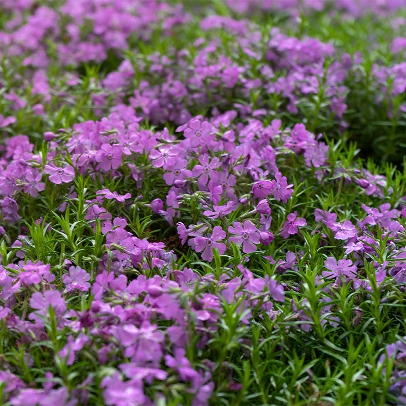 Purple Beauty Creeping Phlox 5 Purple Beauty Creeping Phlox - Image 5