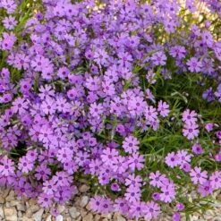 Purple Beauty Creeping Phlox 8 Purple Beauty Creeping Phlox -Plant Seed Store purple beauty creeping phlox rock garden