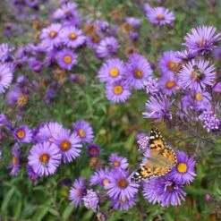 Purple Dome New England Aster 7 Purple Dome New England Aster -Plant Seed Store purple dome ne aster 4