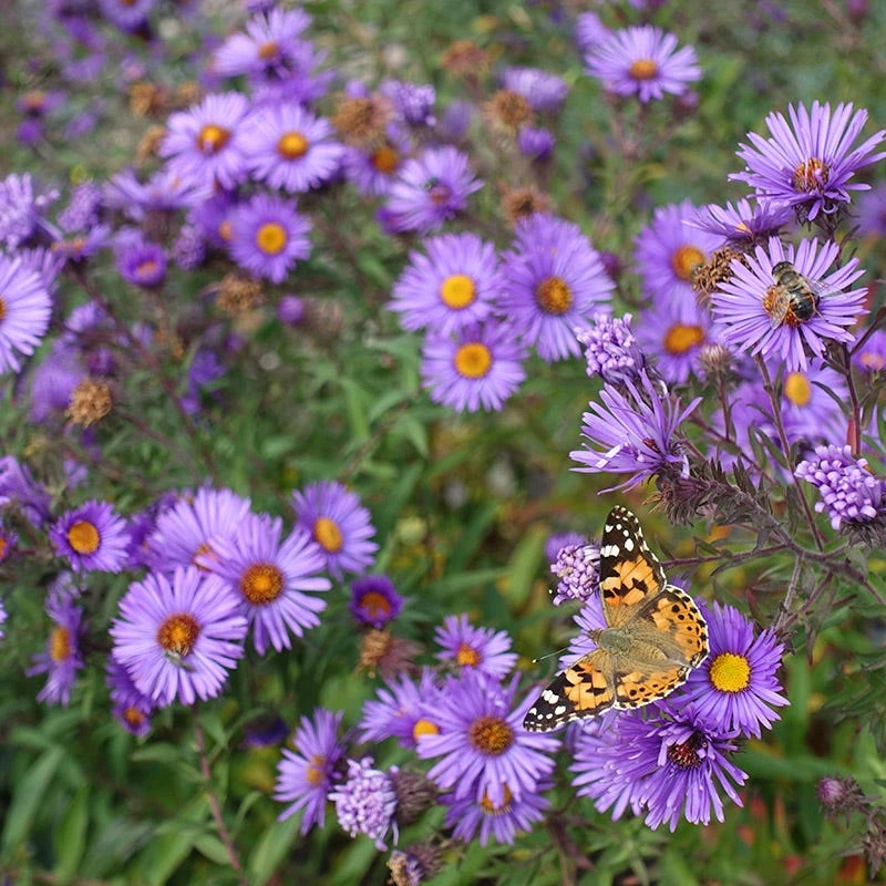 Purple Dome New England Aster 4 Purple Dome New England Aster - Image 4