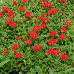 Red Devil Perennial Verbena -Plant Seed Store red devils perennials verbena 2