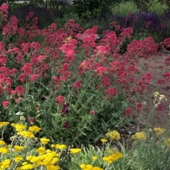 Red Valerian (Centranthus) -Plant Seed Store red valerian 1