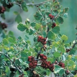 Three-Leaf Sumac (Rhus) -Plant Seed Store rhus trilobata 1 1