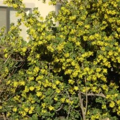 Crandall's Clove Scented Currant (Ribes) -Plant Seed Store ribes odoratum crandali close up of flwr
