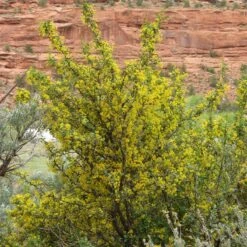 Crandall's Clove Scented Currant (Ribes) -Plant Seed Store ribes odoratum crandall mature