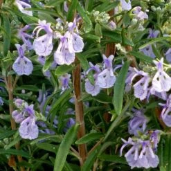 Plant Seed Store 16 Alcalde Cold Hardy Rosemary